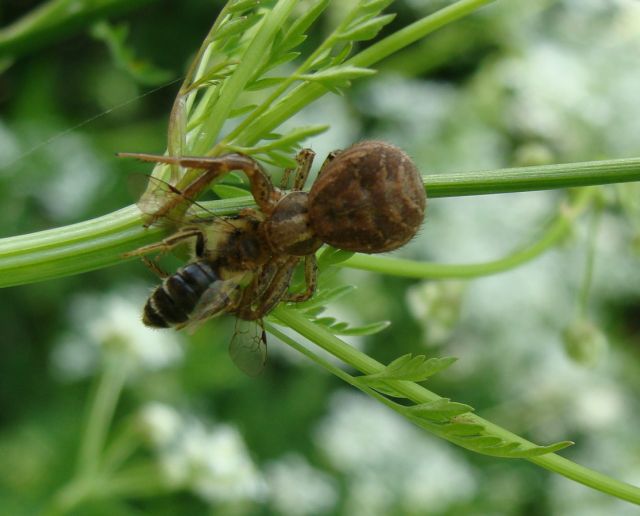 Xysticus sp.